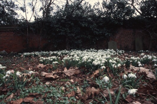 Snowdrops in the churchyard